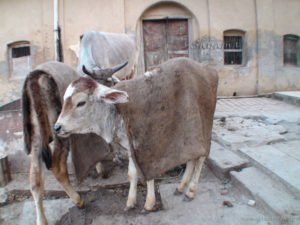Gaumata being shielded from the cold
