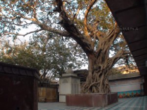 The huge sacred Vat tree