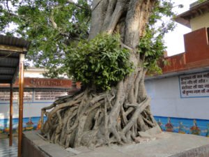 The sacred Vat tree
