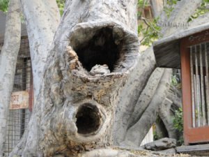 A  squirrel has made its home in the stump hole of the ancient tree