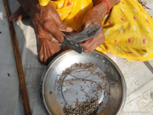 Tulsi sticks being cut for making <i>'Tulsi Kanthi'</i>