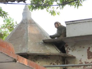 Monkeys have caused a lot of destruction to this place, specially the tree
