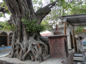 The sacred Vat tree, from where the Diety Radha Gopinath had Appeared