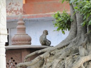 A monkey resting in between doing  mischief, they love to snatch glasses and return(if they wish to) after a long battle, where you have to give them some food